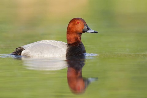 Common Pochard (Aythya ferina) male, Brandenburg, Germany