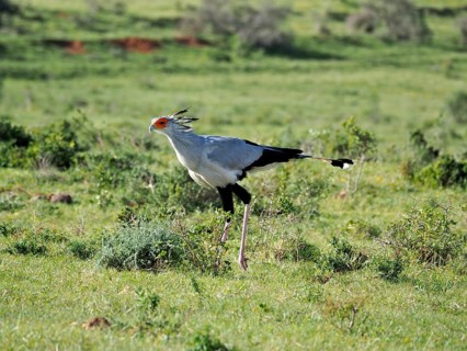 Secretary (Sagittarius serpentarius)