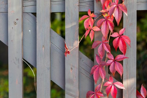 The leaves of the Parthenocissus inserta (Parthenocissus inserta) glow red in autumn, tendrils on a