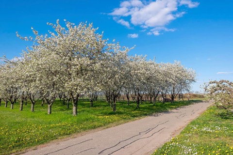 Flowering fruit trees line a tarmac path under a clear blue sky, Flowering cherry trees (Prunus