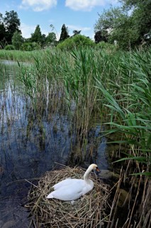 Mute swan (Cygnus olor), female sitting on nest, Cham, Lake Zug, Canton Zug, Switzerland