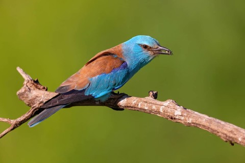 European roller (Coracias garrulus), on perch, Tower Hide, Tiszaalp-r, Kiskuns-gi National Park,
