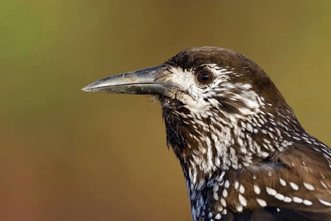 Very tame Spotted Nutcracker portret, this bird is wintering in an urban area in Wageningen in the