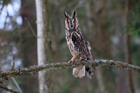 Long-eared owl (Asio otus), adult, perch, winter, alert, Bohemian Forest, Czech Republic