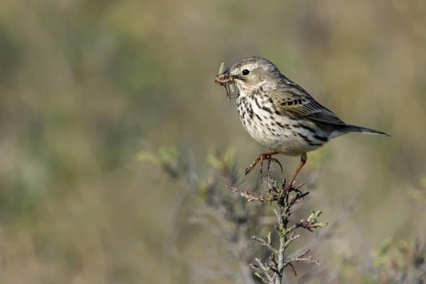 Meadow Pipit (Anthus pratensis) perched on a branch with insects in its beak, Netherlands