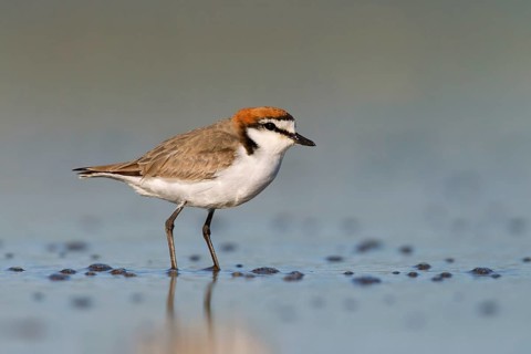 Red-capped Plover (Charadrius ruficapillus) male, Victoria, Australia