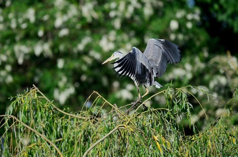 Grey Heron (Ardea cinerea), North Rhine-Westphalia, Germany