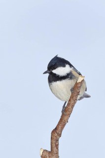 Coal tit (Parus ater), perched on a piece of driftwood covered in lichen, Wilden, North