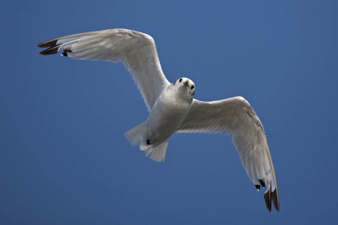 Black-legged Kittiwake (Rissa tridactyla tridactyla) flying, North Sea, Germany