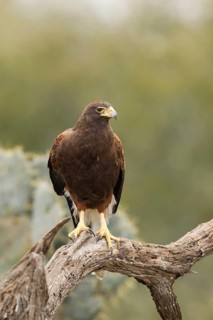 Harris's Hawk (Parabuteo unicinctus), Texas, USA