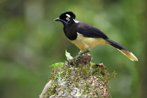 Plush-crested Jay (Cyanocorax chrysops) perched on a branch in Bolivia, South America