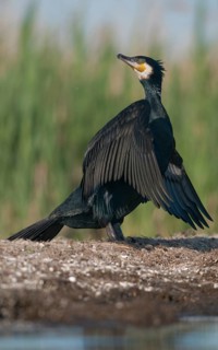Black shag, cormorant, phalacrocorax carbo, birds, high size, portrait format, pelecaniforms,