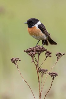 European Stonechat (Saxicola rubicola) male perched on a branch, Poland