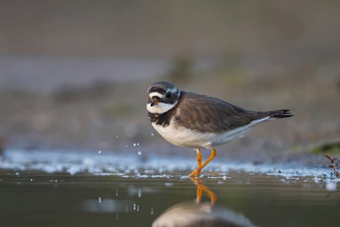 Common Ringed Plover (Charadrius hiaticula) foraging, North Rhine-Westphalia, Germany
