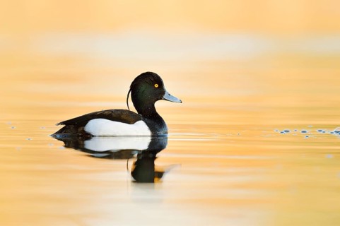 Tufted Duck (Aythya fuligula), a drake swimming, North Rhine-Westphalia, Germany