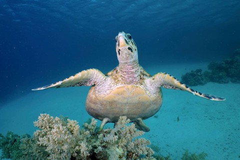 Hawksbill sea turtle (Eretmochelys imbricata)