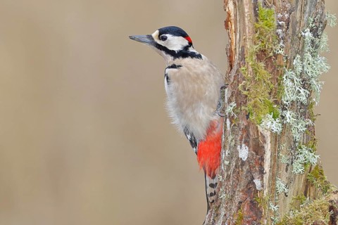 Great spotted woodpecker (Dendrocopos major), male, foraging on a tree stump overgrown with moss