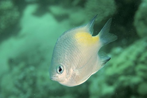 Yellow-sided damselfish (Amblyglyphidodon flavilatus)