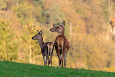 An adult red deer hind (Cervus elaphus) and a calf are standing in a meadow in the beautiful