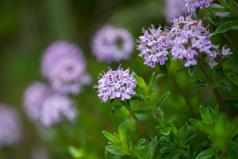 Medicinal thyme, broadleaf thyme, field thyme, common thyme, lamiaceae, mint, quendel thyme, thyme,