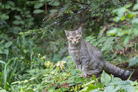 One young european wildcat, Felis silvestris silvestris, sitting in green vegetation