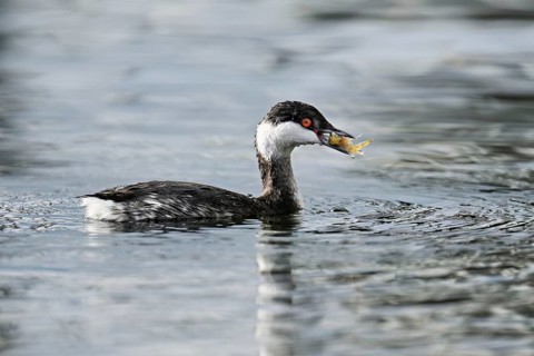 Slavonian grebe (Podiceps auritus), adult, in a white plumage, winter plumage, swimming with a fish