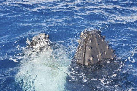 Humpback whales surfacing, Hervey Bay, Queensland, Australia