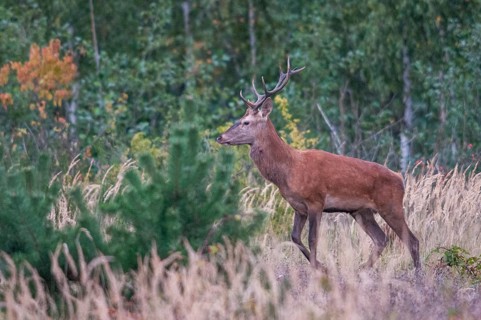 Artiodactyla, Brandenburg, Cervus Elaphus, Even-Toed Ungulate, Germany, Nabu, national natural