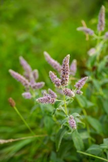 Horse mint (Mentha longifolia) blooming on a meadow, Bavaria, Germany