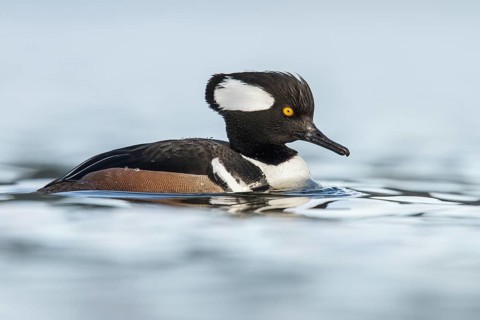 Hooded Merganser (Lophodytes cucullatus) in the ocean near Victoria, British Columbia, Canada