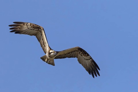Osprey, flight photo, animals, birds, eagle, bird of prey, (Pandion haliaetus), blue sky, Gan