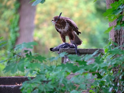 Common buzzard plucks feathers from a hooded crow