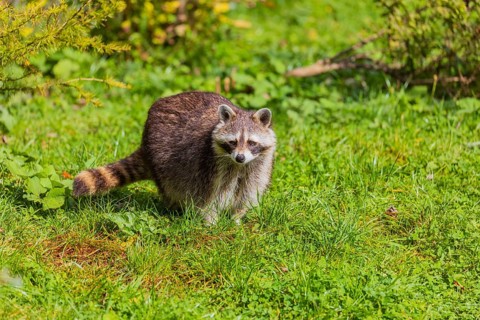 One adult Raccoon, Procyon lotor, walks over a green meadow, searching for food