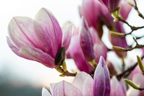 Magnolia blossom on magnolia tree in spring, Magnolias (Magnolia), Stuttgart, Baden-Württemberg,