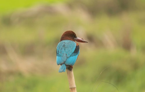 A white-throated kingfisher (Halcyon smyrnensis), Sreepur, Gazipur, Bangladesh