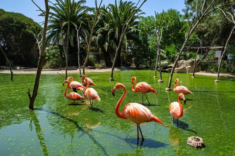 Flamingos stand in a green pond surrounded by palm trees in a tropical setting, Barão de São João,