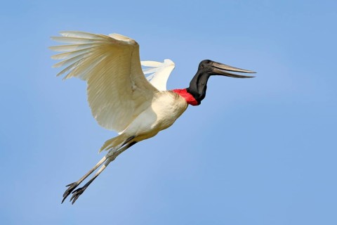 Brazil bird fly. Jabiru, Jabiru mycteria, flying white bird with blue sky, Pantanal, Brazil. Big