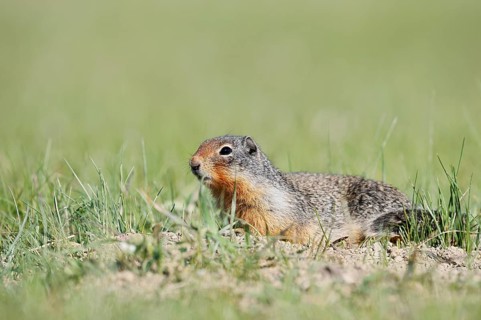 Columbia ground squirrel (Urocitellus columbianus, Spermophilus columbianus), Jasper National Park,