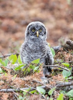Great Grey Owl (Strix nebulosa) juvenile perched on the ground, British Columbia, Canada