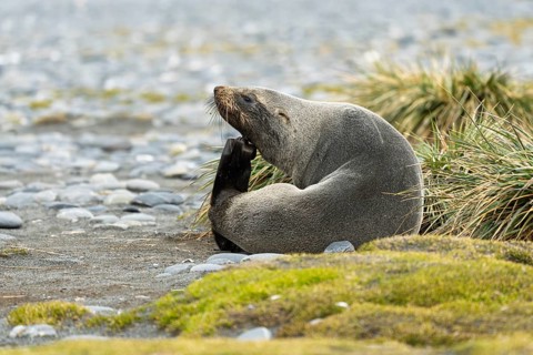 Antarctic Fur Seal (Arctocephalus gazella), scratching itself sitting on a gravel beach next to