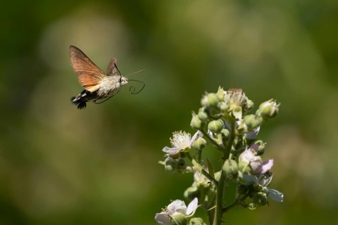 Hummingbird hawkmoth (Macroglossum stellatarum) adult moth insect in flight approaching a Bramble