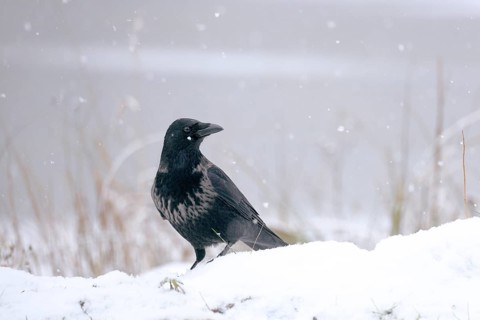 Rabenkrähe lat. Corvus corone, Altvogel mit Nebelkrähenanteilen im Schneefall