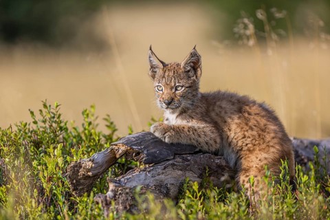 One young (10 weeks old) male Eurasian lynx, (Lynx lynx), walking over a rotten tree