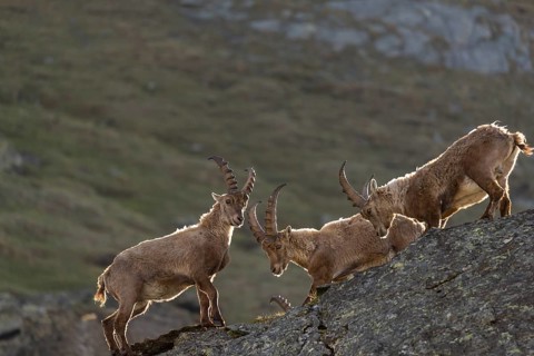 Three young male ibex (Capra ibex) playfighting on rocks on 2500 m sea level in the Hohe Tauern