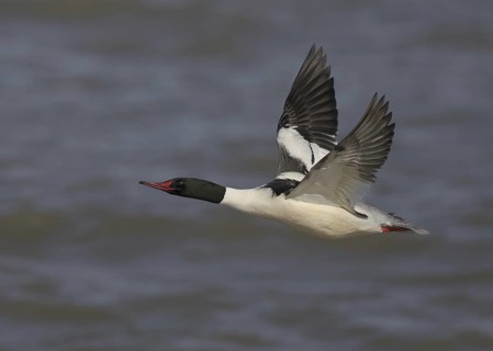 Common Merganser (Mergus merganser americanus) male flying, Ohio, USA