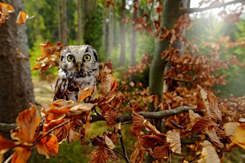 Boreal owl in the orange leave autumn forest in central Europe. Detail portrait of bird in the