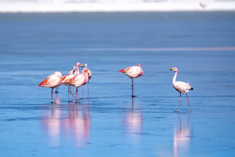 James flamingo (Phoenicoparrus jamesi), in a group on a frozen lake, ice, reflections in the ice,