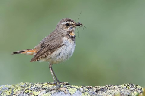 Bluethroat (Luscinia svecica svecica) female, Sweden