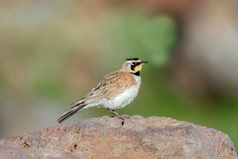 Horned Lark (Eremophila alpestris) perched on a stone, Arizona, USA