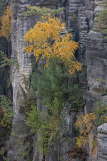 Trees growing on rocks. Fall foliage in the bohemian paradise. Prachov Rocks (Czech: Prachovské